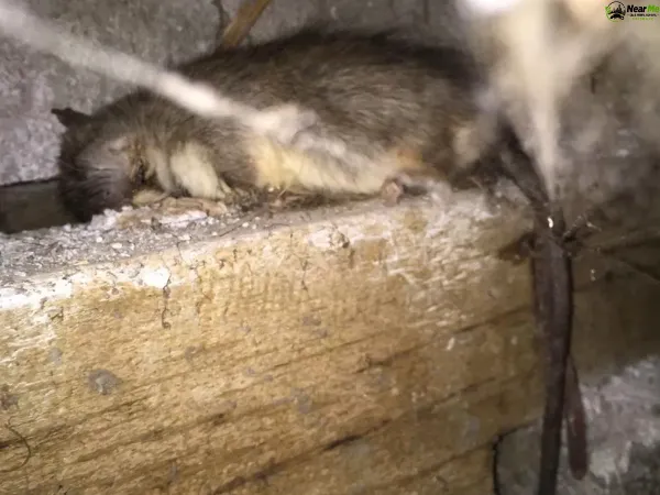Dead Rat Removal Highworth